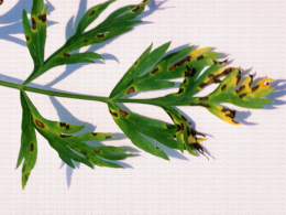 Alternaria sur feuille de carotte